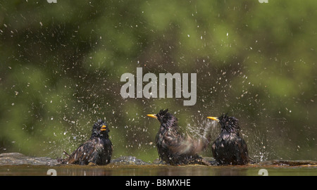 gemeinsamen Star (Sturnus Vulgaris), drei Personen Baden, Ungarn Stockfoto