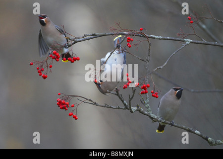 Böhmische Seidenschwanz (Bombycilla Garrulus), drei Personen auf Zweig, Finnland Stockfoto