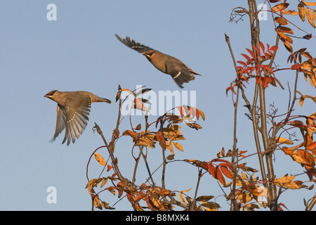 Böhmische Seidenschwanz (Bombycilla Garrulus), zwei Personen fliegen aus Finnland Stockfoto