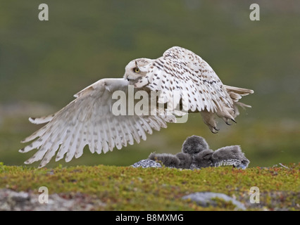 Schnee-Eule (Strix Scundiaca, Nyctea Scundiaca, Bubo Scundiacus), Frau zieht aus dem Nest, Finnland, Lappland Stockfoto