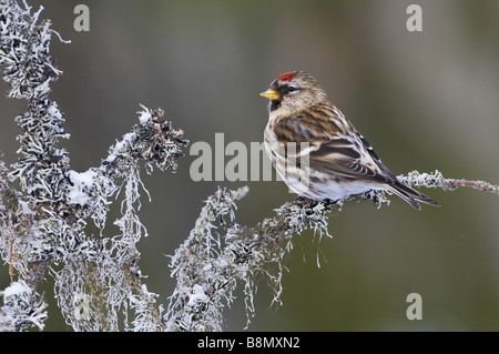 Redpoll, gemeinsame Redpoll (Zuchtjahr Flammea, Acanthis Flammea), auf Ast im Winter, Finnland Stockfoto