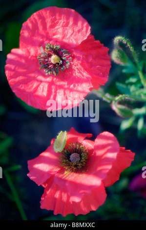 Zwei rote Shirley Mohnblume Blumen