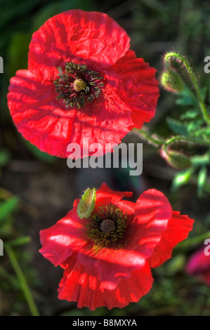 Bild von zwei rote Shirley Mohnblume Blumen