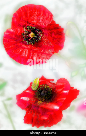 Digital Enhanced Bild von zwei rote Shirley Mohnblume Blumen