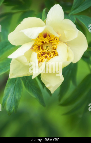 Blasse gelbe Baum Pfingstrose Blüte umgeben mit grünen Blättern, Spring Blossom Stockfoto