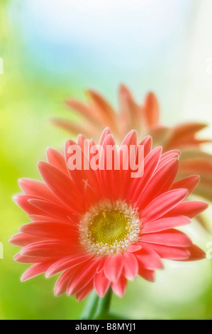 Coral Pink Gerbera Daisy Blume, weichen Hintergrund grüne Gras und blauer Himmel Stockfoto