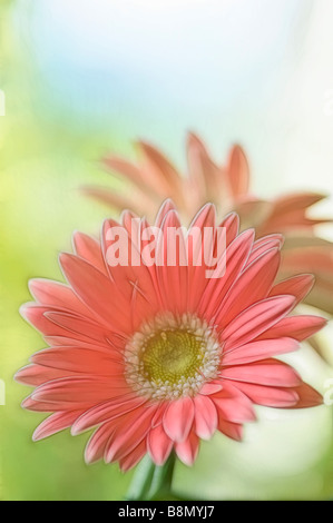 Coral Pink Gerbera Daisy Blume, weichen Hintergrund von grünem Rasen und blauer Himmel, malerische Bild Stockfoto