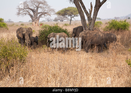 Eine Familie von Elefanten stehen im Schatten eines Baumes auf den Ebenen im Tarangire Nationalpark Tansania Ostafrika. Stockfoto