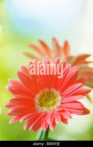 Coral Pink Gerbera Daisy Blume, weichen Hintergrund grüne Gras und blauer Himmel Stockfoto