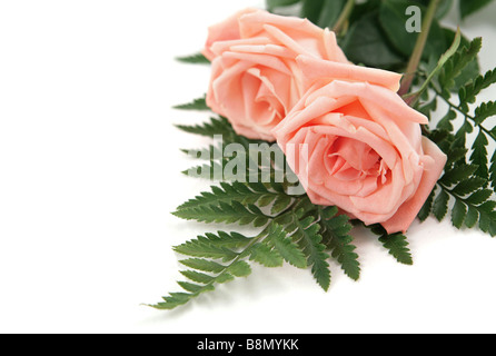 Zwei perfekte rosa Rosen auf weißem Hintergrund Platz für text Stockfoto