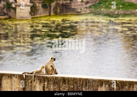 Affen Udaipur Rajasthan Indien Stockfoto