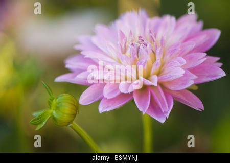 Lavendel rosa Dahlie Blüte und eine Knospe, grüner Hintergrund Stockfoto