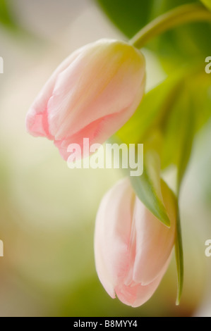 Zwei rosa Tulpen nicken. Studioaufnahme von einem Blumenstrauß Stockfoto