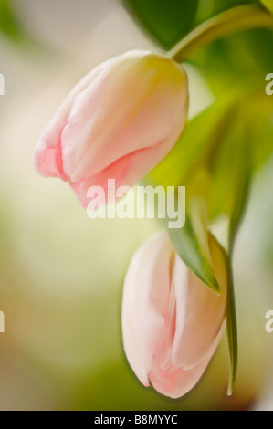 Zwei rosa Tulpen nicken. Studioaufnahme von einem Blumenstrauß Stockfoto