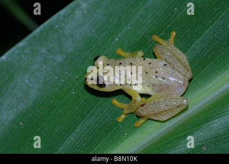 Madagaskar-Reed-Frosch (Heterixalus Punctatus) auf einem Pandanus Blatt in Analamazoatra Special Reserve, Madagaskar entdeckt. Stockfoto