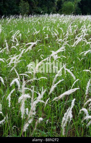 Seerosengewächse Rasen (Imperata Cylindrica) bekannt als Cogon Grass (US) blady Rasen (Australien) oder Lalang (Malaysia). Stockfoto