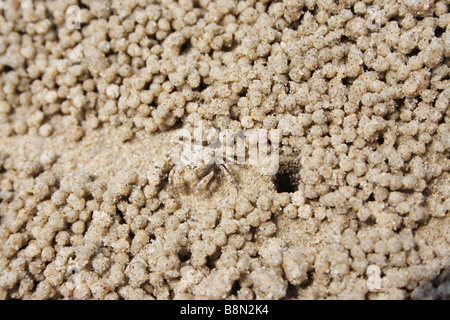 Sand-Blase Krebs damit Sand Kugeln am Ufer in Terengganu, Malaysia. Stockfoto