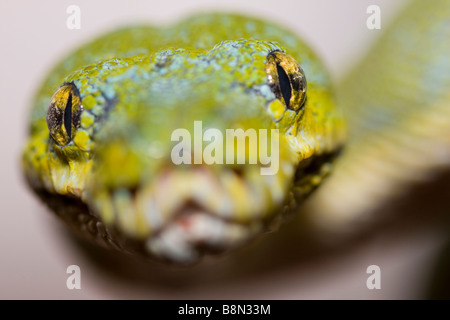 Grüner Baumpython, Morelia Viridis, Python, Schlange, Neu-Guinea, Indonesien, Cape York Halbinsel in Australien, grün, Baum Stockfoto