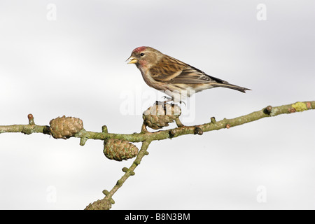Gemeinsamen Redpoll auf Lärche im Schnee Stockfoto