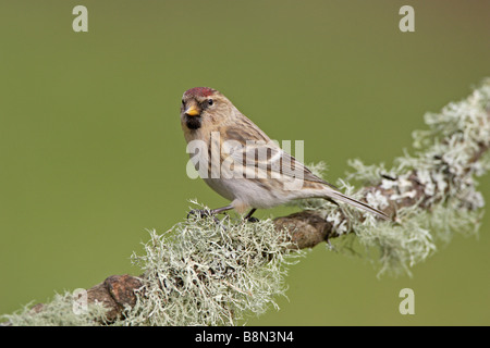 Gemeinsamen Redpoll auf Flechten bedeckten Ast Stockfoto