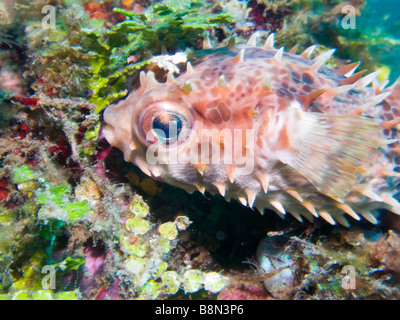 Muck-diving in Lembeh Straße, Nord-Sulawesi, Indonesien. Stockfoto