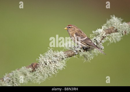 Gemeinsamen Redpoll auf Flechten bedeckten Ast Stockfoto