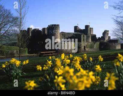 Caerphilly Castle und Narzissen South Wales UK Stockfoto