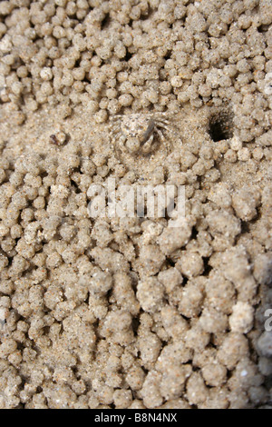 Sand-Blase Krebs damit kleine Sand Kugeln am Ufer in Terengganu, Malaysia. Stockfoto