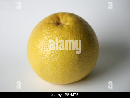 Grapefruit, Citrus × Paradisi, Rutaceae Stockfoto