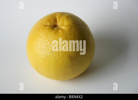 Grapefruit, Citrus × Paradisi, Rutaceae Stockfoto