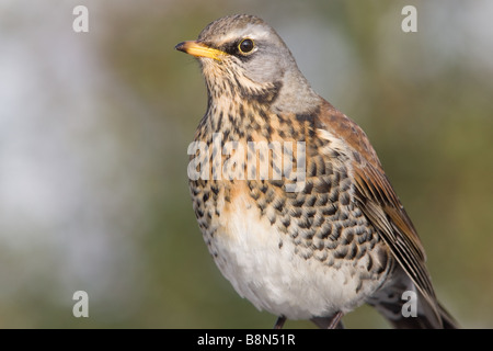 Wacholderdrossel Turdus Pilaris Nahaufnahme von einer hochgelegenen Altvogel Stockfoto