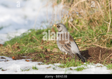 Wacholderdrossel Turdus Pilaris Altvogel mit Schnee auf dem Boden Stockfoto