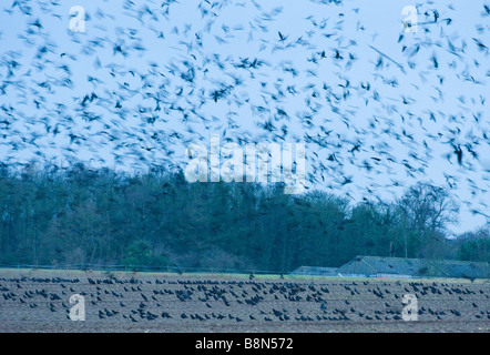 Saatkrähen Corvus Frugilegus in Pre Roost sammeln Buckenham Norfolk Stockfoto