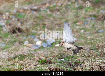 Lappland Bunting Calcarius Lapponicus Salthouse Norfolk winter Stockfoto