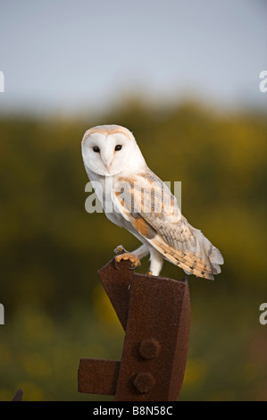 Schleiereule Tyto Alba auf alte Pistole Einlagerung auf Salthouse Heide Norfolk Stockfoto