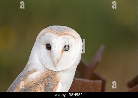 Schleiereule Tyto Alba auf alte Pistole Einlagerung auf Salthouse Heide Norfolk Stockfoto