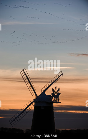 Rosa footed Gänse Anser Brachyrhynchos Stränge Windmühle am Burnham Overy Norfolk Roost in der Abenddämmerung überfliegen Stockfoto