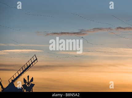 Rosa footed Gänse Anser Brachyrhynchos Stränge Windmühle am Burnham Overy Norfolk Roost in der Abenddämmerung überfliegen Stockfoto