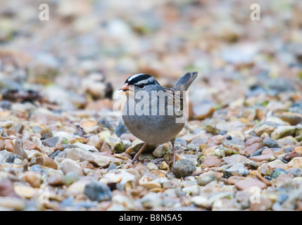 Weiß gekrönt Sparrow Zonotrichia Leucophrys Cley Norfolk Winter 2008 N amerikanischen Landstreicher Stockfoto