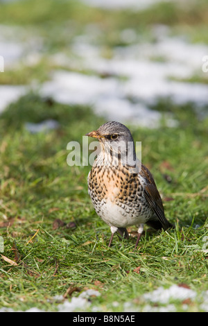 Wacholderdrossel Turdus Pilaris Altvogel mit Schnee auf dem Boden Stockfoto