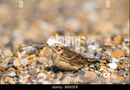 Lappland Bunting Calcarius Lapponicus Salthouse Norfolk winter Stockfoto