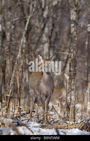 Sika Hirsch Cervus Nippon Hokkaido Japan Winter Stockfoto