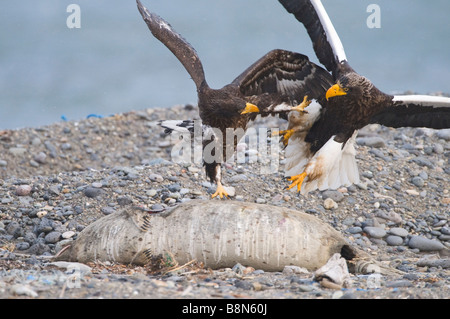 Steller s Adler Haliaeetus Pelagicus Erwachsene und unreifen Streit um Kadaver Shiretoko-Halbinsel Hokkaido Japan Februar Stockfoto