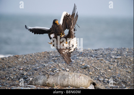 Steller s Adler Haliaeetus Pelagicus Erwachsene und unreifen Streit um Kadaver Shiretoko-Halbinsel Hokkaido Japan Februar Stockfoto