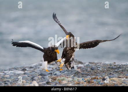 Steller s Adler Haliaeetus Pelagicus Erwachsene und unreifen Streit um Kadaver Shiretoko-Halbinsel Hokkaido Japan Februar Stockfoto