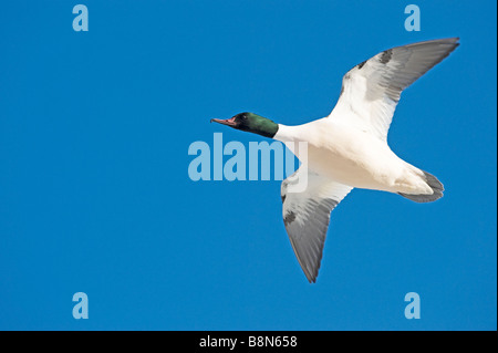 Gänsesäger Mergus Prototyp männlich im Eis gesäumten Pool Hokkaido Japan Stockfoto