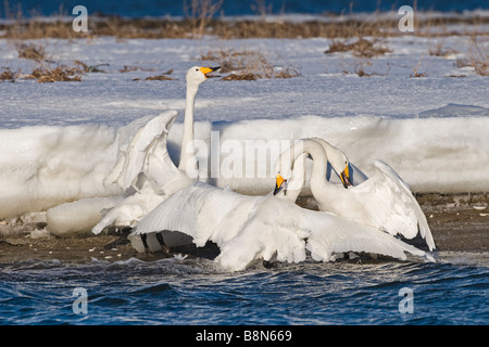 Whooper Schwäne Cygnus Cygnus paar in Balz Display kleben und aggressiv gegen den Eindringling Hokkaido Japan winter Stockfoto