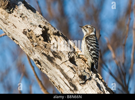 Japanische Pygmäen Specht Dendrocopos Kizuki Nippon Hokkaido Japan Stockfoto