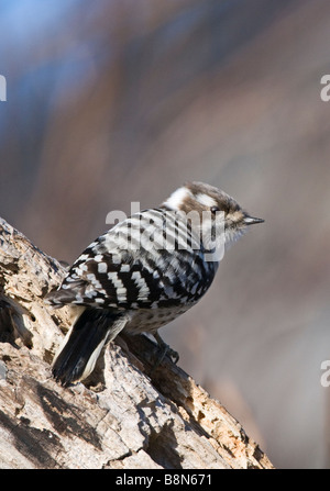 Japanische Pygmäen Specht Dendrocopos Kizuki Nippon Hokkaido Japan Stockfoto