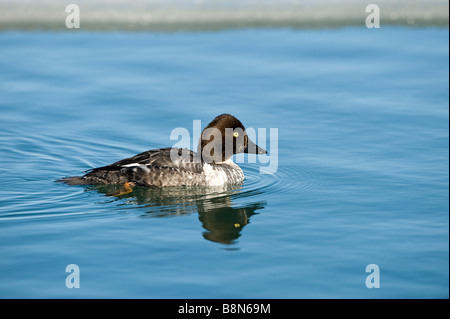 Goldeneye Bucephala Clangula Imm männlichen Winter Hokkaido Japan Tauchen Sequenz Stockfoto